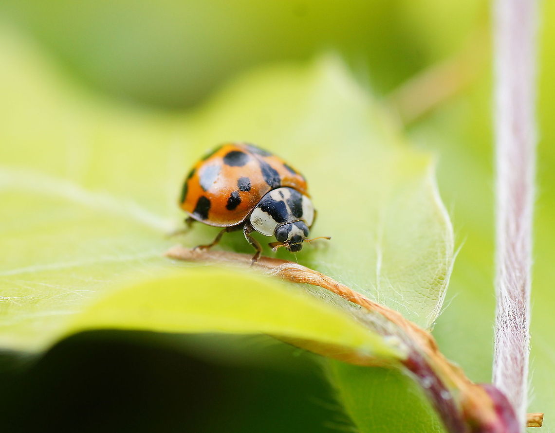 Asian Ladybug (Harmonia axyridis)  Geotagged,Harmonia axyridis,Ladybug or Ladybird,The Netherlands
