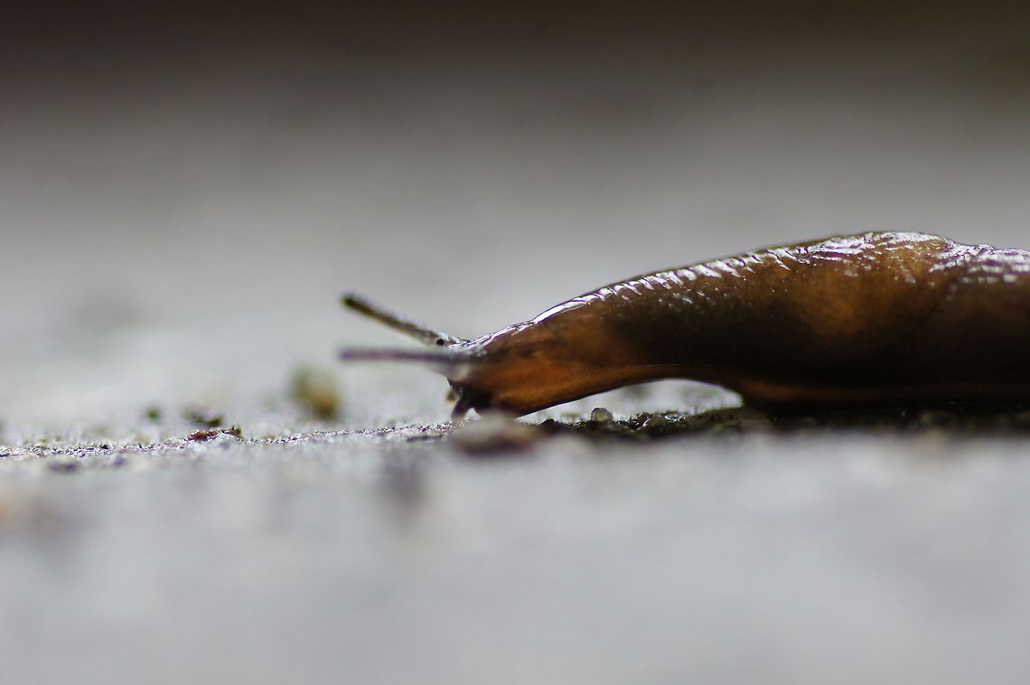 Red Slug (Arion rufus) Dutch name: Rode Wegslak Arion rufus,Austria,Geotagged,Red slug