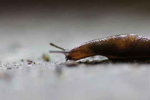 Red Slug (Arion rufus) Dutch name: Rode Wegslak Arion rufus,Austria,Geotagged,Red slug