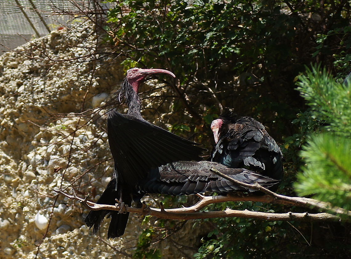 I am the boss Animals from the Alpenzoo in Innsbruck, Austria. Austria,Geotagged,Geronticus eremita,Northern Bald Ibis,alpenzoo