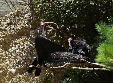 I am the boss Animals from the Alpenzoo in Innsbruck, Austria. Austria,Geotagged,Geronticus eremita,Northern Bald Ibis,alpenzoo