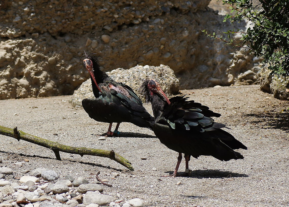 Northern Bald Ibis cleaning I don&#039;t hope they are trying to become pretty, because then they have a long way to go...<br />
<br />
Animals from the Alpenzoo in Innsbruck, Austria. Austria,Geotagged,Geronticus eremita,Northern Bald Ibis,alpenzoo