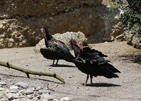 Northern Bald Ibis cleaning I don't hope they are trying to become pretty, because then they have a long way to go...

Animals from the Alpenzoo in Innsbruck, Austria. Austria,Geotagged,Geronticus eremita,Northern Bald Ibis,alpenzoo
