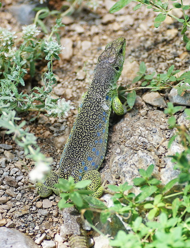 Ocellated Lizard (Lacerta Lepida) The way the body is coloured makes me think it is made with ministeck.<br />
<br />
Dutch name: Parelhagedis<br />
German name: Perleidechse<br />
<br />
Picture taken at the Alpenzoo in Innsbruck, Austria. Austria,Geotagged,Reptiles,Timon lepidus,alpenzoo