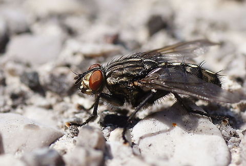 Face fly (Musca autumnalis) Dutch name: Herfstvlieg Austria,Geotagged,Musca autumnalis