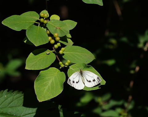 Small White butterfly (Pieris Rapae) Dutch name: Klein koolwitje Austria,Geotagged,Green-veined White,Pieris napi,Pieris rapae,Small White