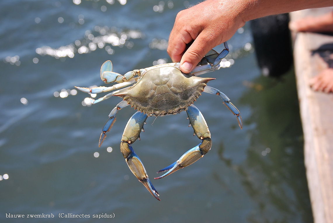 Atlantic blue crab (Callinectes Sapidus) Ducth name: Blauwe zwemcrab<br />
Picture made by my dad.<br />
 Callinectes sapidus,Callinectes_Sapidus,Geotagged,Turkey