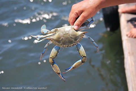 Atlantic blue crab (Callinectes Sapidus) Ducth name: Blauwe zwemcrab
Picture made by my dad.
 Callinectes sapidus,Callinectes_Sapidus,Geotagged,Turkey