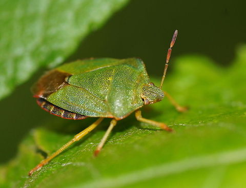 Green stink bug head (Palomena prasina) Dutch name: Groene Stinkwants Austria,Geotagged,Green shield bug,Palomena prasina