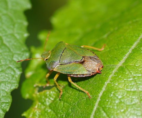 Green stink bug behind (Palomena prasina) Dutch name: Groene Stinkwants Austria,Geotagged,Green shield bug,Palomena prasina