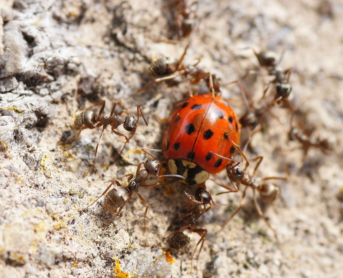 Lady bug attacked by Ants A poor and innocent lady bug,<br />
attacked by mean and vicious ants.<br />
This time, the dark force has won...<br />
<br />
Asian Lady bug (Harmonia axyridis)<br />
Ants (Camponotus ligniperda) Austria,Geotagged,Harmonia axyridis