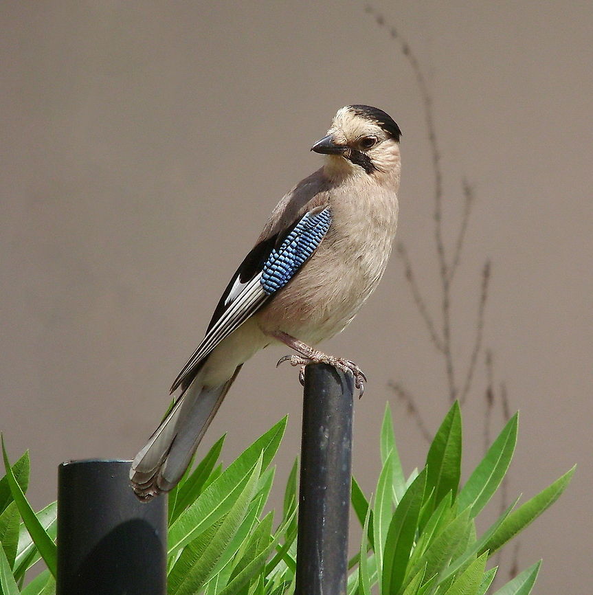 Jay (Garrulus glandarius) (Picture made by my dad) Eurasian Jay,Garrulus glandarius,Geotagged,Turkey