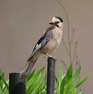 Jay (Garrulus glandarius) (Picture made by my dad) Eurasian Jay,Garrulus glandarius,Geotagged,Turkey
