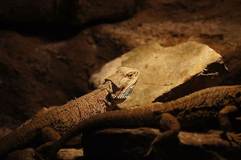 Bearded Dragon (Pogona Vitticeps)  Geotagged,Papegaaienpark VeldHoven,Parrot Park Veldhoven,Pogona vitticeps,The Netherlands