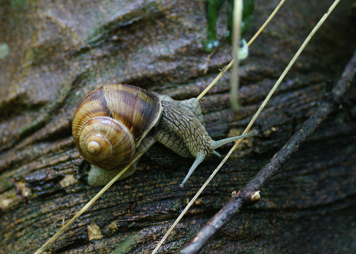 Roman snail (Helix pomatia) Roman snails can reach an age of 10 years. This one was among the largest I have ever seen so it might be that old as well.<br />
The Roman snail is a specially protected specie in Germany, but is eaten in France where they call it escargots.<br />
<br />
Dutch name: Wijngaardslak Austria,Geotagged,Helix pomatia,Roman snail