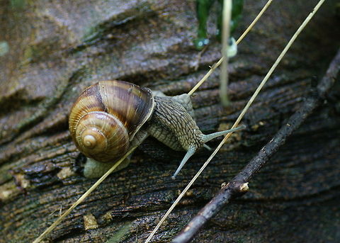 Roman snail (Helix pomatia) Roman snails can reach an age of 10 years. This one was among the largest I have ever seen so it might be that old as well.
The Roman snail is a specially protected specie in Germany, but is eaten in France where they call it escargots.

Dutch name: Wijngaardslak Austria,Geotagged,Helix pomatia,Roman snail