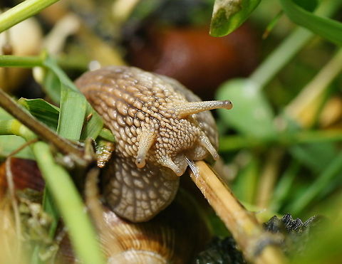 Roman snail turnaround (Helix Pomatia) After a red slug showed interest in him this roman snail makes a quick turnaround.

Dutch name: Wijngaardslak Austria,Geotagged,Helix pomatia,Roman snail