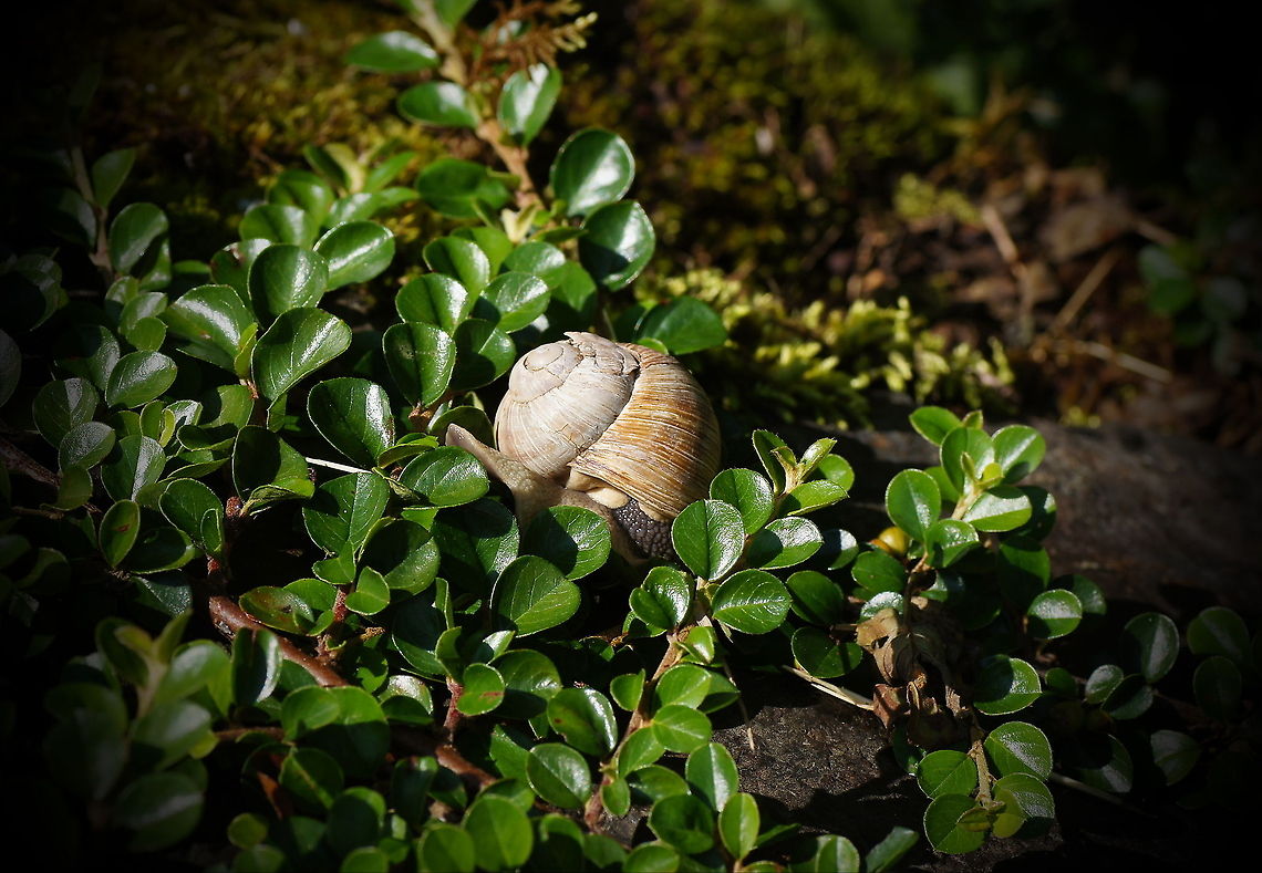 Damaged Roman snail This Roman snail has quite some cracks in his housing, but he is moving around like it doesn&#039;t care.<br />
<br />
Dutch name: Wijngaardslak Austria,Geotagged,Helix pomatia,Roman snail