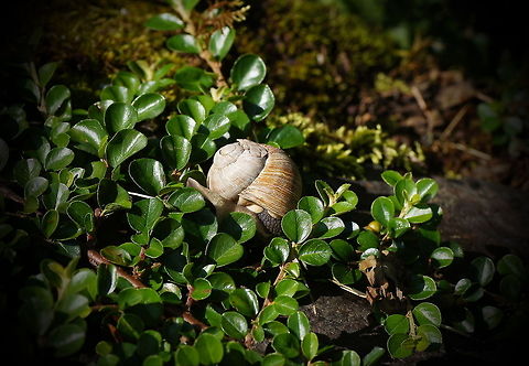 Damaged Roman snail This Roman snail has quite some cracks in his housing, but he is moving around like it doesn't care.

Dutch name: Wijngaardslak Austria,Geotagged,Helix pomatia,Roman snail