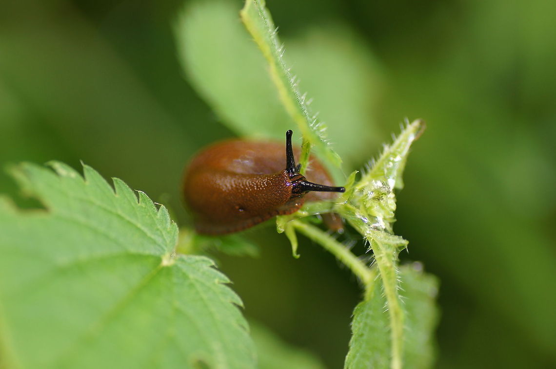 Red Slug (Arion rufus) Dutch name: rode wegslak Arion rufus,Austria,Geotagged,Red slug