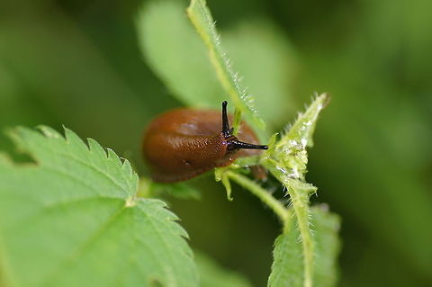 Red Slug (Arion rufus) Dutch name: rode wegslak Arion rufus,Austria,Geotagged,Red slug