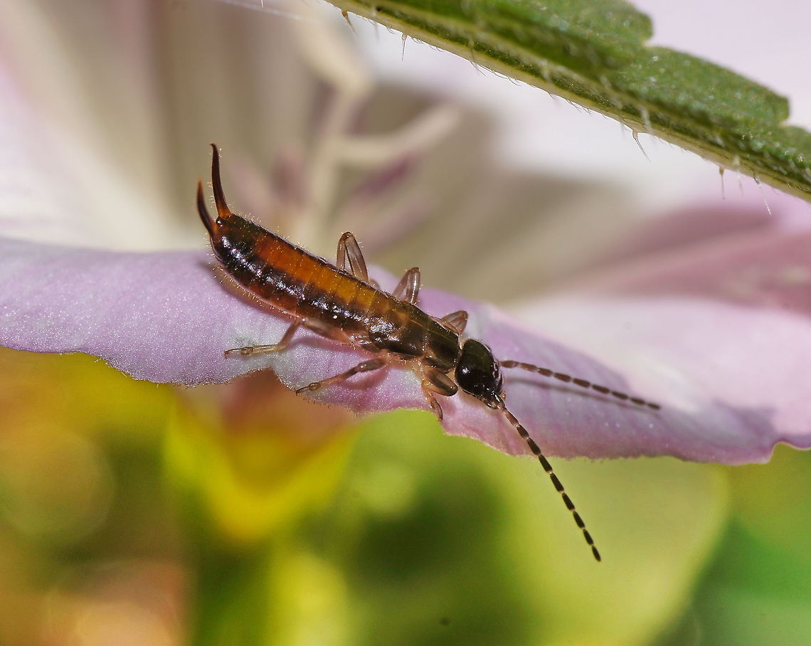 Nymph of Apterygida media Dutch name: Parkoorworm Apterygida,Apterygida media,Austria,Dermaptera,Earwig,Forficulidae,Geotagged,Hop-garden earwig,Parkoorworm,Short-winged earwig