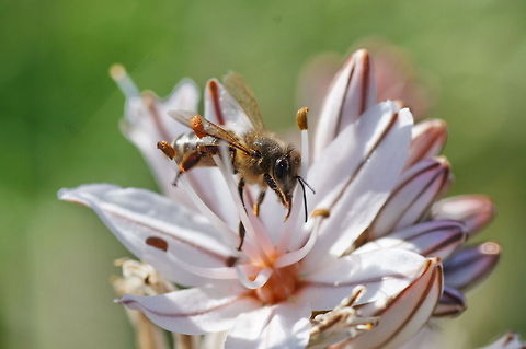 European honey bee (Apis mellifera)  Apis mellifera,Geotagged,Morocco,Western honey bee