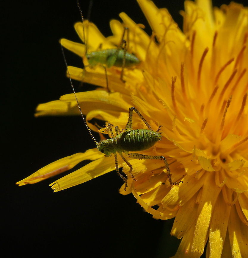Speckled bush-cricket nymph (Leptophyes punctatissima) Dutch name: Nimf van de struiksprinkhaan Geotagged,Leptophyes punctatissima,Speckled bush-cricket,The Netherlands