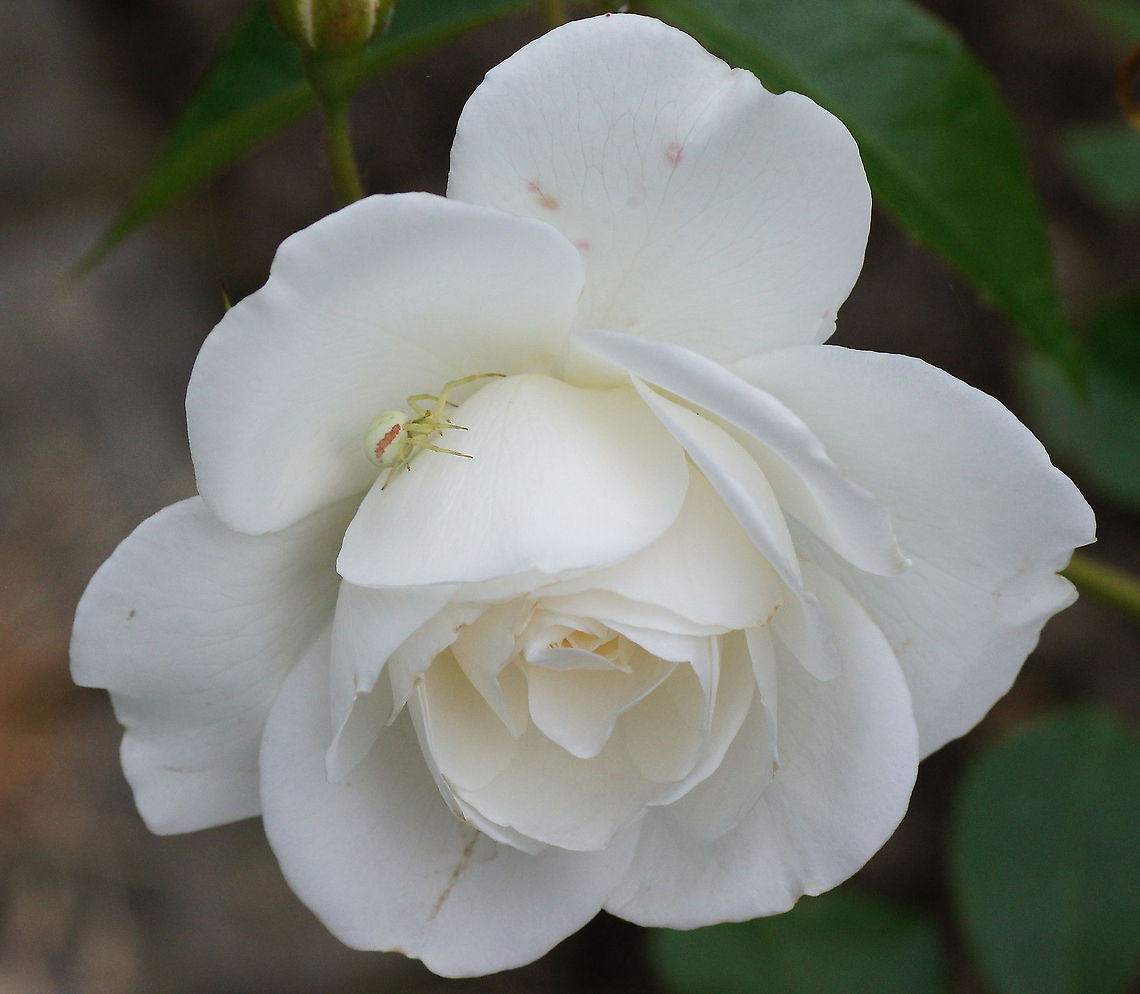White rose with crab spider (Misumena vatia) This picture is to show the size of the crab spider because it is not always clear on macro photo&#039;s how small or big the insects are. Geotagged,Misumena vatia,The Netherlands