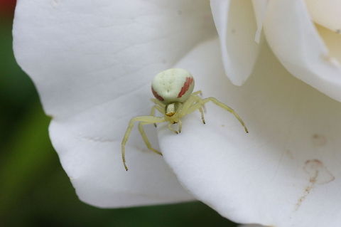 Crab spider (Misumena vatia) on white rose Misumena vatia is a crab spider that can change it's color to the surroundings. The color may vary from snow white, yellow and green. This color change takes place in two to three days by moving pigment from inside the body to the outer shell. Geotagged,Misumena vatia,The Netherlands