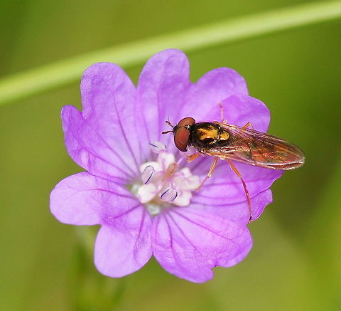 Scutatus hoverfly on flower Dutch name: Schaduwplatvoetje Austria,Geotagged,Platycheirus scutatus