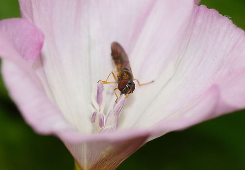 Scutatus hoverfly eating Dutch name: Schaduwplatvoetje Austria,Geotagged,Platycheirus scutatus
