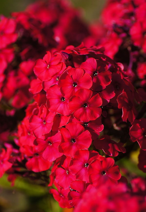 Red Phlox (Phlox paniculata) The color of this phlox is not only hard to catch for the camera, also the human eye has a hard time processing this intense red color.<br />
<br />
Dutch name: Flox of Vuurbloem Geotagged,Phlox paniculata,The Netherlands,garden phlox
