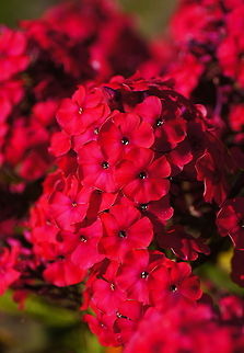 Red Phlox (Phlox paniculata) The color of this phlox is not only hard to catch for the camera, also the human eye has a hard time processing this intense red color.

Dutch name: Flox of Vuurbloem Geotagged,Phlox paniculata,The Netherlands,garden phlox