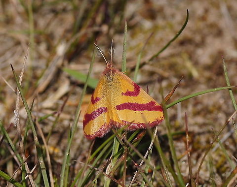 Purple-barred Yellow (Lythria cruentaria) This moth specie is active at day.

Dutch name: Zuringspanner Geotagged,Lythria cruentaria,The Netherlands