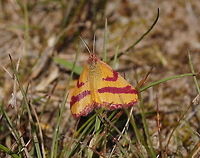 Purple-barred Yellow (Lythria cruentaria) This moth specie is active at day.<br />
<br />
Dutch name: Zuringspanner Geotagged,Lythria cruentaria,The Netherlands