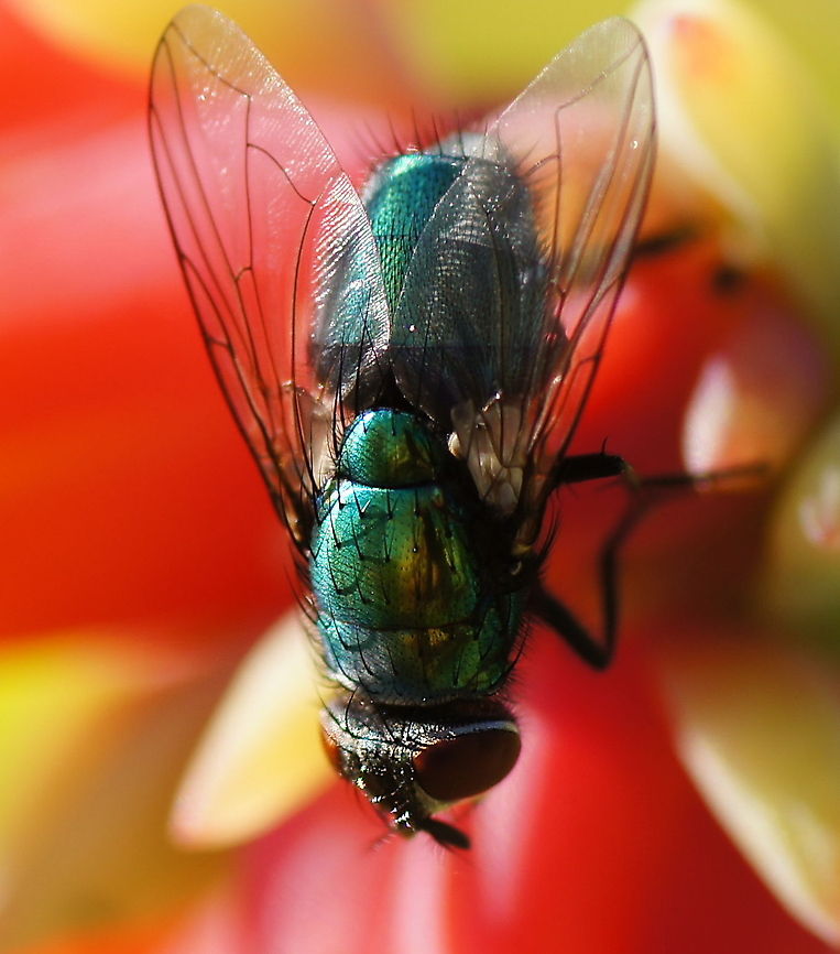 Common greenbottle (Lucilia caesar) A display of macro power!<br />
<br />
Dutch name: Groene vleesvlieg Geotagged,Lucilia caesar,The Netherlands