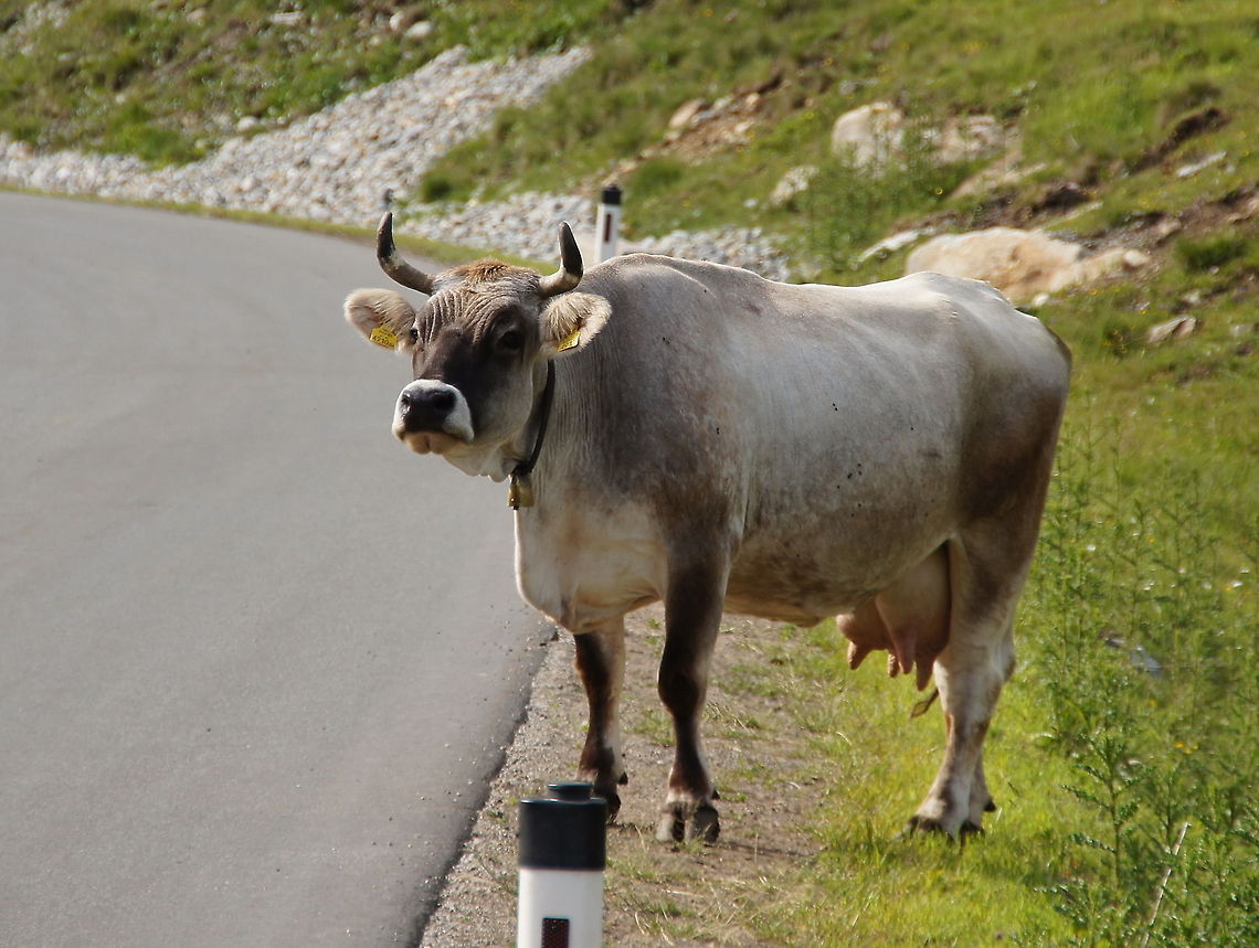 Cow 'Tiroler Grauvieh' Cow of the breed &#039;Tiroler Grauvieh&#039;<br />
The gray cattle breed - Grigio Alpina - is a typical mountain cattle breed with a very good milk and meat production. The female cattle have, at the age of 3 years, a body weight of 550 to 600 kg and are equipped with a sturdy legs and hard hoofs.<br />
The animals of the gray cattle breed have a strong instinct for their own foraging in the pasture, they have a good feed conversion are tough, durable and have excellent fertility.<br />
<br />
Dutch name: Koe (Bos Prigmigenius Taurus) Austria,Bos primigenius indicus,Bos primigenius taurus,Cattle,Geotagged
