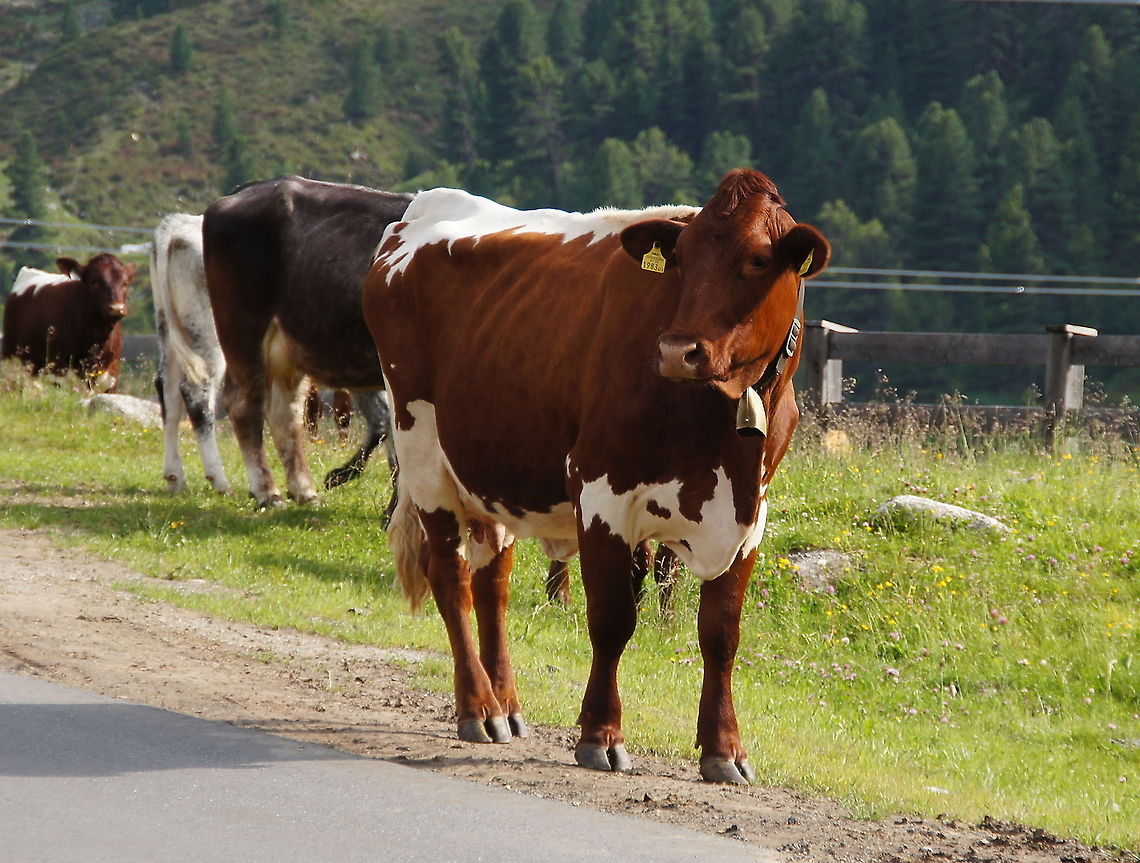 Cow Tuxer Rind Cow of the breed &#039;Tuxer Rind&#039;<br />
The Tuxer Rind has a strong black or reddish-brown coat with white markings on the pelvis and tail and on the lower abdomen and udder. The head is short and broad with powerful horns. The hull is compact, broad and strongly muscled. The legs are relatively short. The bull is 140 centimeters at the withers, and they weigh between 800 and 900 kilograms. Cows reach the withers height of 120-130 cm and weigh fully grown 550-600 kilograms. Tux cattle are a frugal race, which were formerly held at the Alpine pastures.<br />
<br />
Dutch name: Koe (Bos Prigmigenius Taurus) Austria,Bos primigenius indicus,Bos primigenius taurus,Cattle,Geotagged