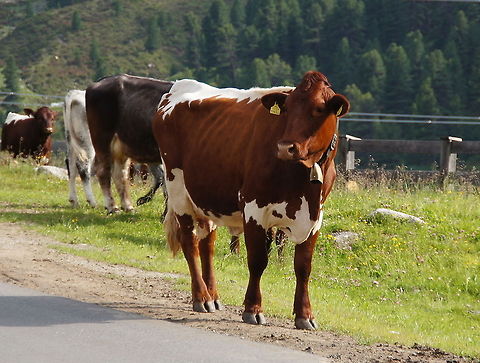 Cow Tuxer Rind Cow of the breed 'Tuxer Rind'
The Tuxer Rind has a strong black or reddish-brown coat with white markings on the pelvis and tail and on the lower abdomen and udder. The head is short and broad with powerful horns. The hull is compact, broad and strongly muscled. The legs are relatively short. The bull is 140 centimeters at the withers, and they weigh between 800 and 900 kilograms. Cows reach the withers height of 120-130 cm and weigh fully grown 550-600 kilograms. Tux cattle are a frugal race, which were formerly held at the Alpine pastures.

Dutch name: Koe (Bos Prigmigenius Taurus) Austria,Bos primigenius indicus,Bos primigenius taurus,Cattle,Geotagged