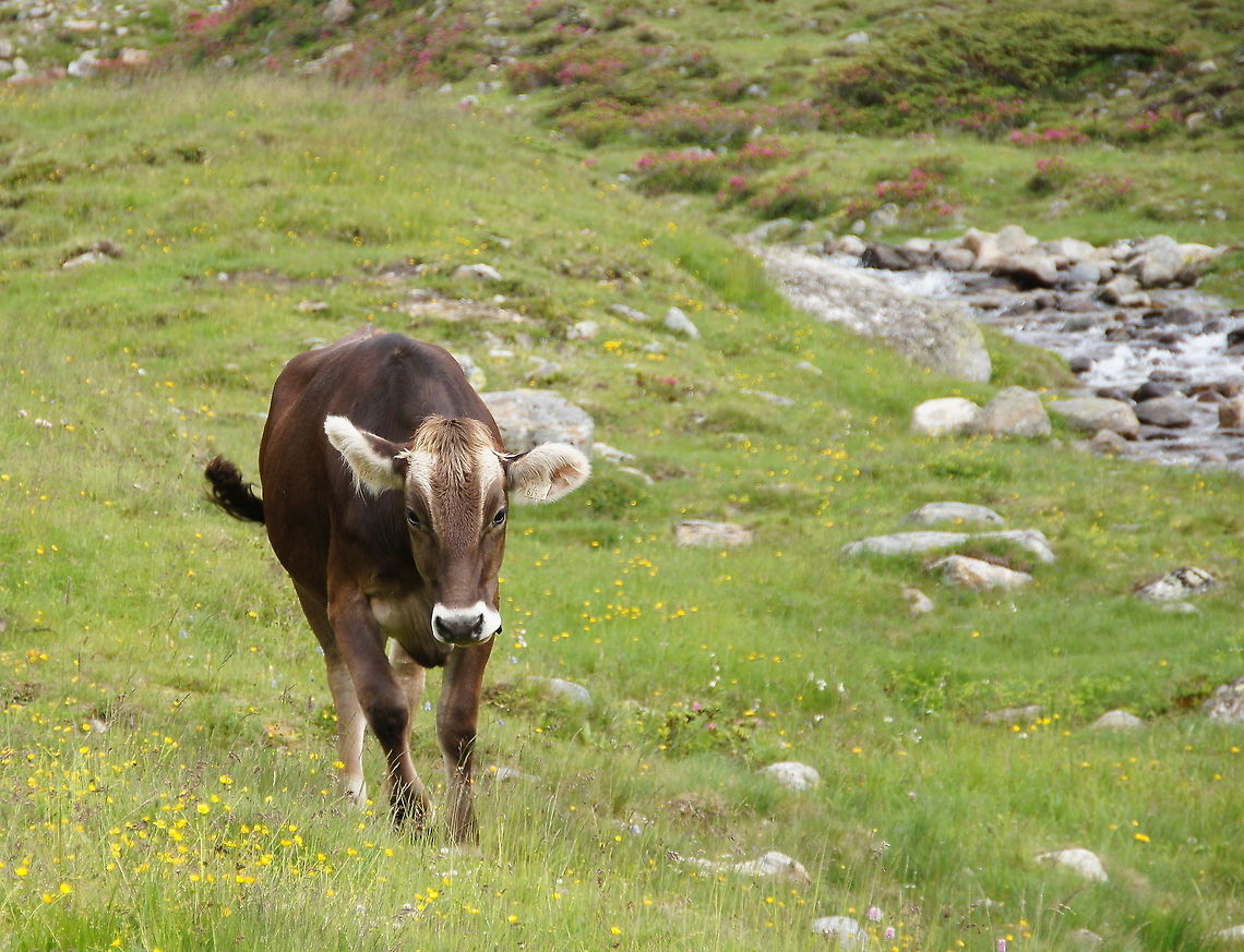 Cow Tiroler Braunvieh  Cow of the breed &#039;Tiroler Braunvieh&#039;<br />
The Braunvieh is a uniform brown to gray-brown bark with black nose surrounded by white. His horns are bright with a dark tip. The cows weigh about 550-750 kg at the withers 138-152 cm, ca 1000-1300 kg bulls. It is the Braunvieh (Brown Swiss also called) is now a dual purpose breed with milk emphasized a high milk yield, which varies depending on the location between 7,200 (mountainous areas) and 12,000 liters per year. The daily gain of beef cattle is 1.2 kg in the intensive fattening. Emphasize the high milk protein content of 3.5 to 4.5 percent. Braunvieh is in terms of useful life and lifetime production in many countries the No. 1<br />
<br />
Dutch name: Koe (Bos Prigmigenius Taurus) Austria,Bos primigenius indicus,Bos primigenius taurus,Cattle,Geotagged