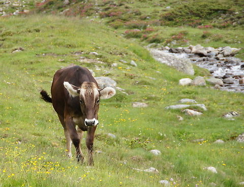 Cow Tiroler Braunvieh  Cow of the breed 'Tiroler Braunvieh'
The Braunvieh is a uniform brown to gray-brown bark with black nose surrounded by white. His horns are bright with a dark tip. The cows weigh about 550-750 kg at the withers 138-152 cm, ca 1000-1300 kg bulls. It is the Braunvieh (Brown Swiss also called) is now a dual purpose breed with milk emphasized a high milk yield, which varies depending on the location between 7,200 (mountainous areas) and 12,000 liters per year. The daily gain of beef cattle is 1.2 kg in the intensive fattening. Emphasize the high milk protein content of 3.5 to 4.5 percent. Braunvieh is in terms of useful life and lifetime production in many countries the No. 1

Dutch name: Koe (Bos Prigmigenius Taurus) Austria,Bos primigenius indicus,Bos primigenius taurus,Cattle,Geotagged