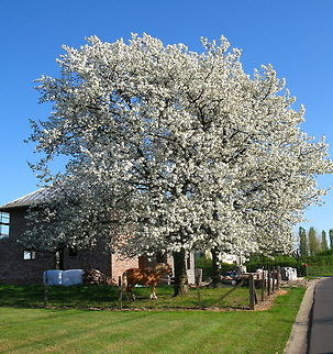 Horse under blossom tree  Belgium,Domestic horse,Equus ferus caballus,Geotagged