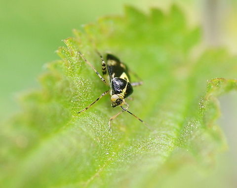 Stinging nettle shield bug (Liocoris tripustulatus) 'With these eyes I can see fukushimaaa...'

Dutch name: Brandnetelwants (Liocoris tripustulatus) Geotagged,Liocoris tripustulatus,The Netherlands