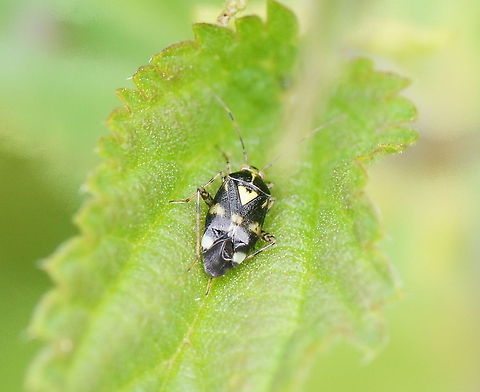 Stinging nettle shield bug (Liocoris tripustulatus) Dutch name: Brandnetelwants (Liocoris tripustulatus) Geotagged,Liocoris tripustulatus,The Netherlands