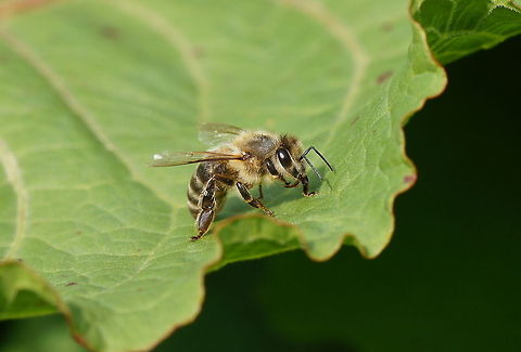 Carniolan honey bee (Apis mellifera carnica)  Apis mellifera carnica,Austria,Carniolan bee,Geotagged