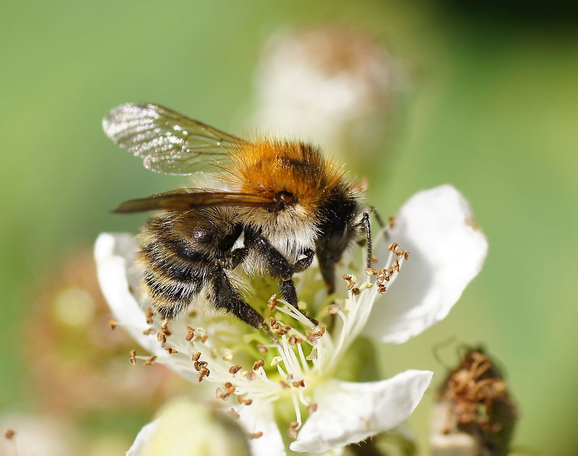 Bee (Apis Melifera)  Apis mellifera,Geotagged,The Netherlands,Western honey bee