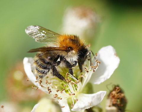 Bee (Apis Melifera)  Apis mellifera,Geotagged,The Netherlands,Western honey bee