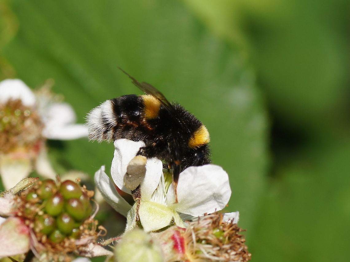 Bumblebee side view (Bombus terrestris)  Bombus terrestris,Geotagged,The Netherlands