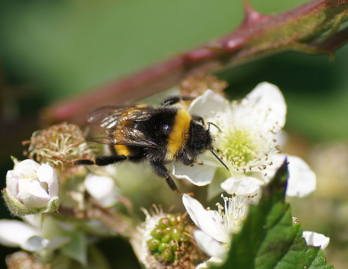 Bumblebee top view (Bombus terrestris)  Bombus terrestris,Geotagged,The Netherlands